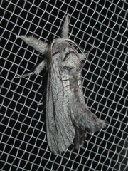 Inguromorpha itzalana