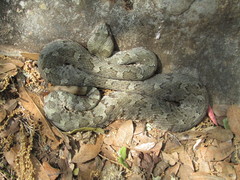Crotalus aquilus