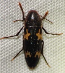 Dircaea liturata