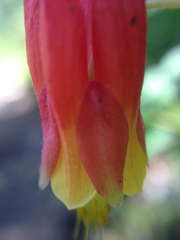 Aquilegia elegantula
