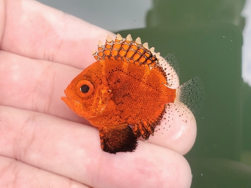 Korte grootoog (Pristigenys alta) — Priacanthidae — 4