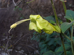 Ruellia bourgaei