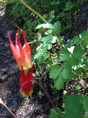 Aquilegia elegantula