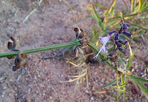 Syncolostemon canescens image