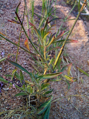 Syncolostemon canescens image