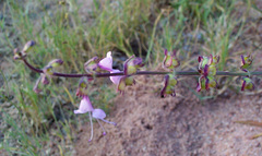 Syncolostemon canescens image