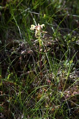 Pedicularis lapponica