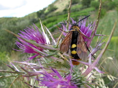 Megascolia maculata maculata