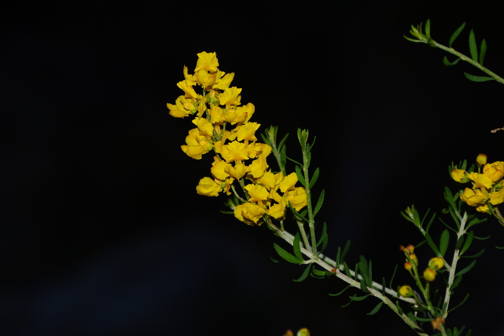 Echinopterys setosa