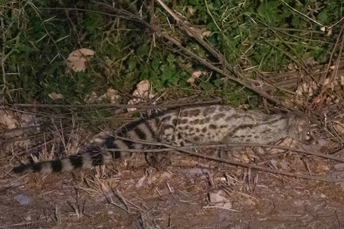 Panther Genet