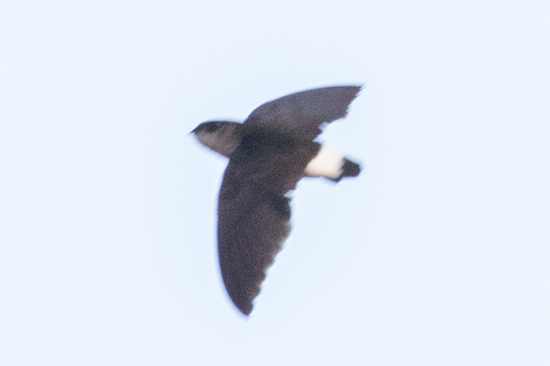 Böhmgierzwaluw (Neafrapus boehmi)