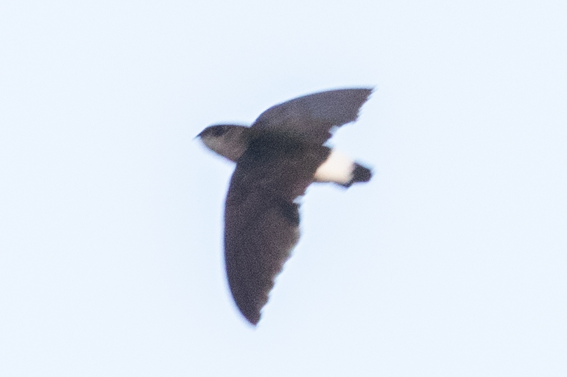 Böhm's Spinetail (Neafrapus boehmi), photo 9