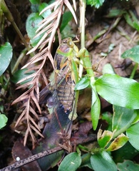 Vagitanus terminalis