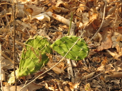 Opuntia caracassana