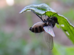 Entomophthoraceae