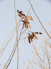 Piptadenia retusa