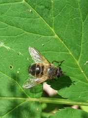Tachina lurida