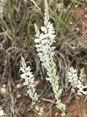 Polygala alba