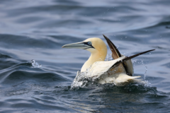 Northern Gannet photo 3