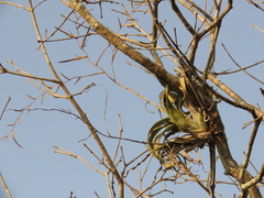 Tillandsia flexuosa
