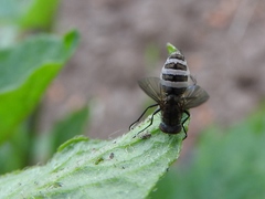 Entomophthoraceae