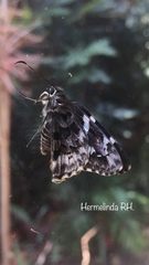 Codatractus bryaxis