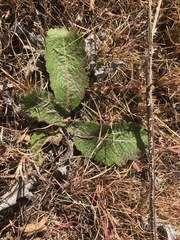 Berkheya radula