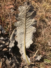Berkheya radula