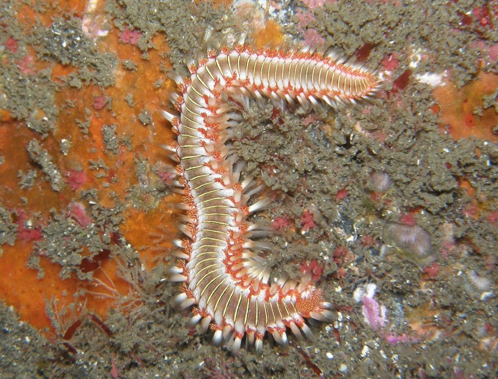 Photos of Segmented Worms (Phylum Annelida) · iNaturalist