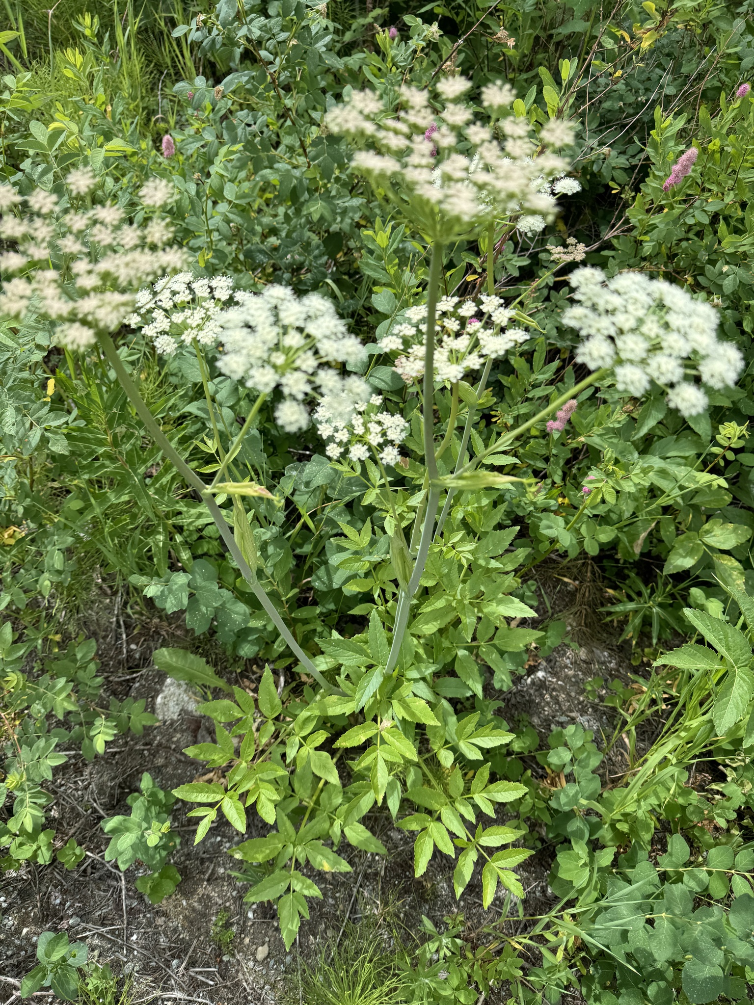 Lyall's angelica (Angelica arguta) · iNaturalist