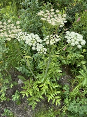 Lyall's angelica (Angelica arguta) · iNaturalist