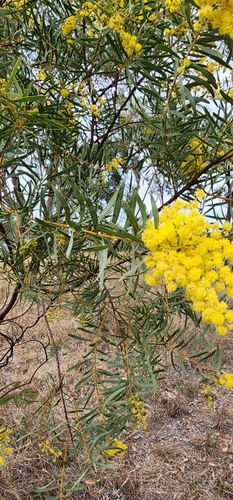 Image of Acacia decora by no rights reserved