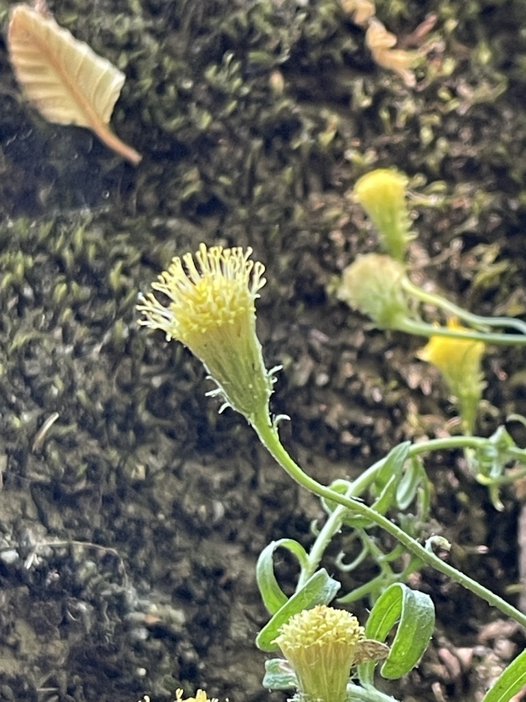 Erigeron inornatus