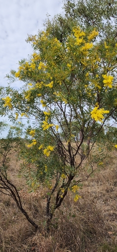 Image of Acacia decora by no rights reserved