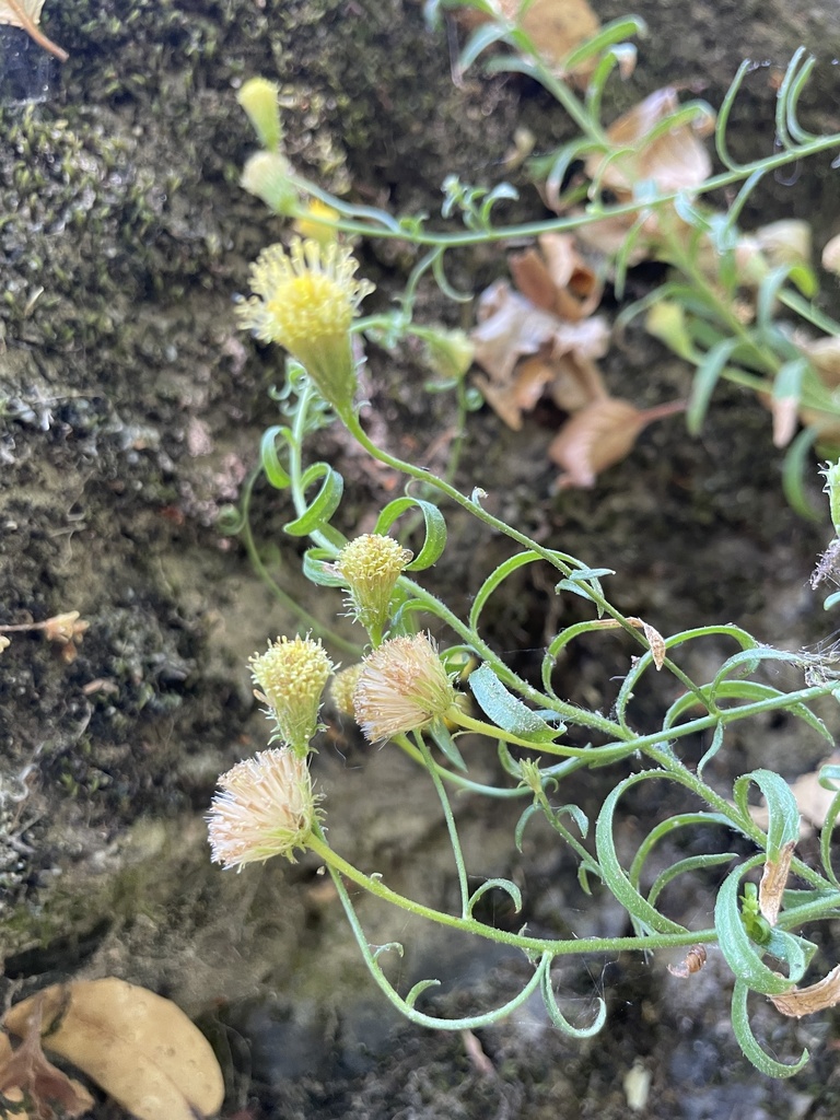 Erigeron inornatus