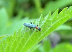 Oedemera croceicollis