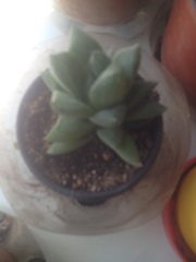 Haworthia