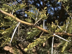 Vachellia karroo
