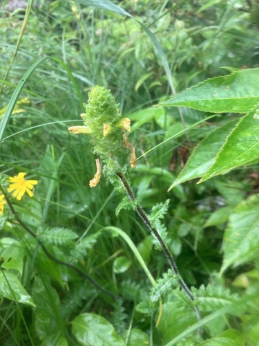 Image of Pedicularis furbishiae by no rights reserved