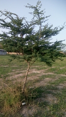 Pithecellobium dulce