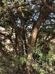 Vachellia karroo