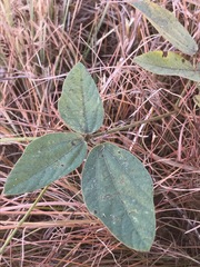 Rhynchosia caribaea