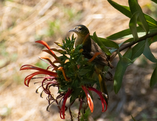 Hooded Oriole