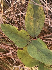 Rhynchosia caribaea