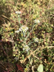 Lepidium heterophyllum