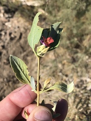 Petalidium variabile