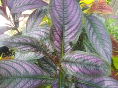 Strobilanthes auriculata dyeriana