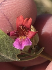 Petalidium variabile