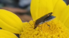 Oedemera barbara