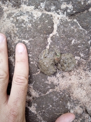 Kinixys belliana